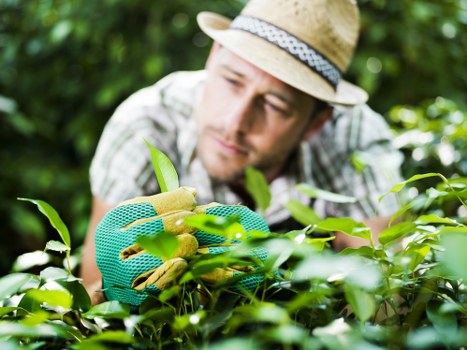 Television set for Gardeners' World show with host presenting plants