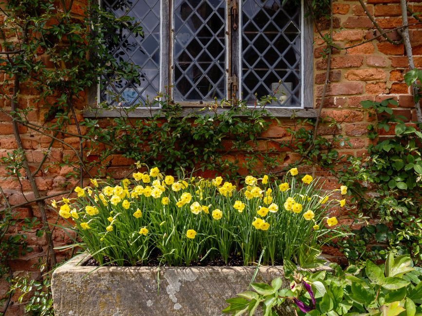 A garden scene featuring a rectangular stone planter filled with vibrant yellow primroses in full bloom, with green leaves and stems. Behind the planter, a rustic brick wall supports a small, leaded-g